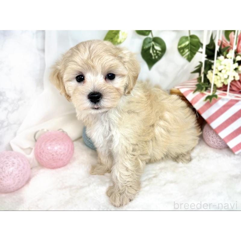 成約済の滋賀県のマルプー:マルチーズ×トイプードル-408972の2枚目